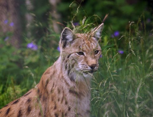 Lynx lâché à Genève : encore une belle « Genferei »  !